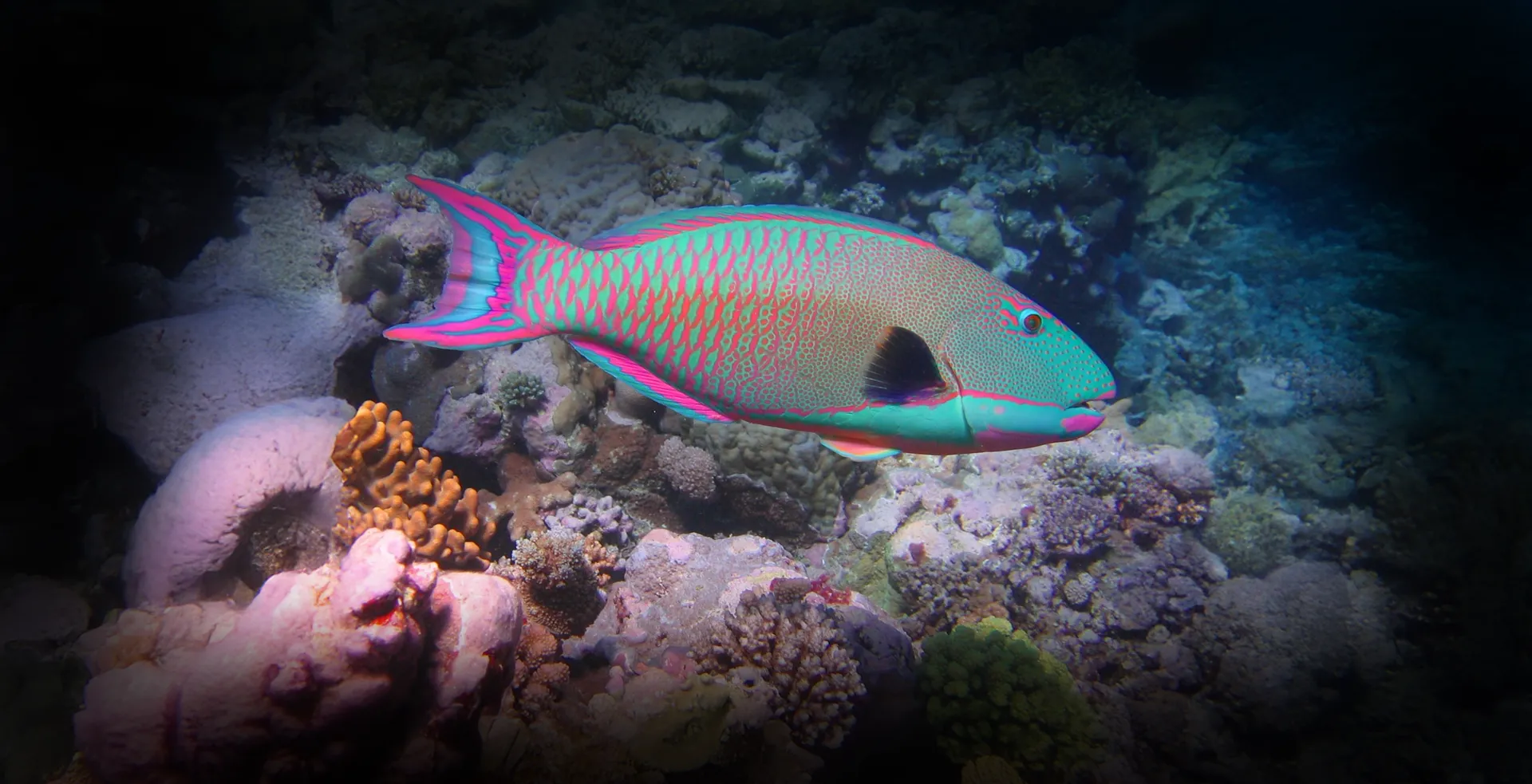 Imagem de fundo de Peixe Papagaio - Poytara